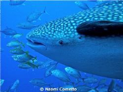 My first whale shark!!!!! by Naomi Cometto 